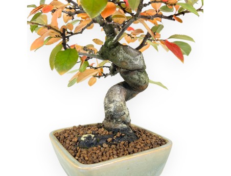Pseudocydonia Bonsai von 30 cm | Quadratisch grün Topf