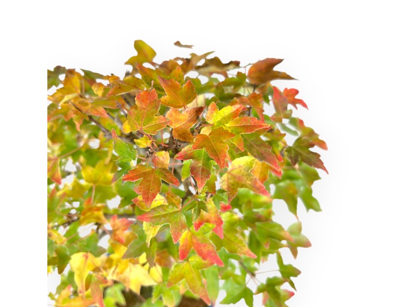 Maple bonsai 49 cm | Blue oval pot