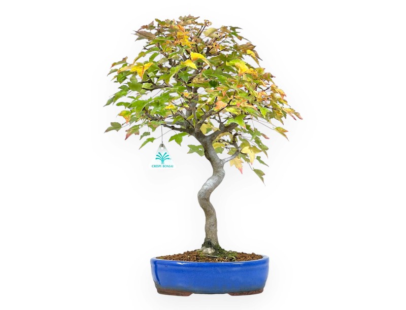 Bonsái de arce de 49 cm | Maceta oval azul
