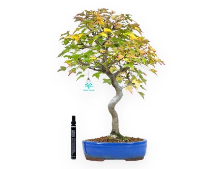 Bonsái de arce de 49 cm | Maceta oval azul