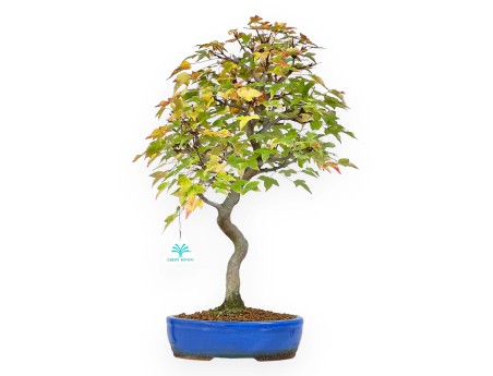 Esdoorn bonsai van 49 cm | Ovaal blauw pot