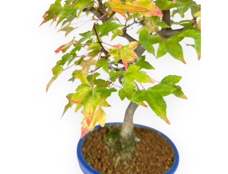 Esdoorn bonsai van 49 cm | Ovaal blauw pot