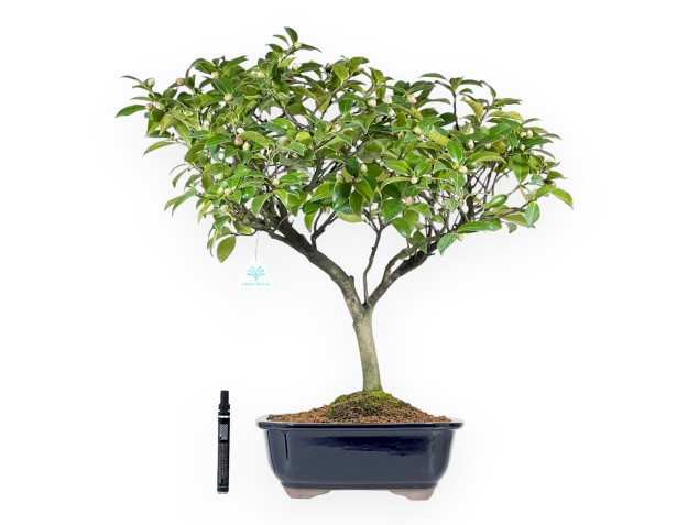 Camellia - Camelia - 56 cm 2