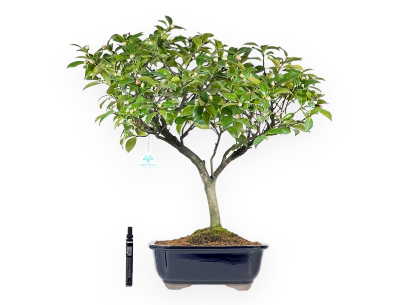 Camellia - Camelia - 56 cm