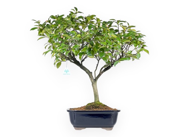 Camellia - Camelia - 56 cm