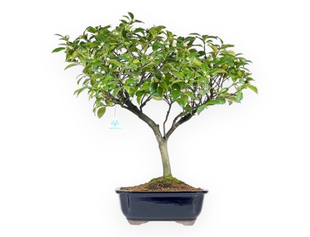 Camellia - Camelia - 56 cm