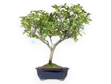 Camellia - Camelia - 56 cm