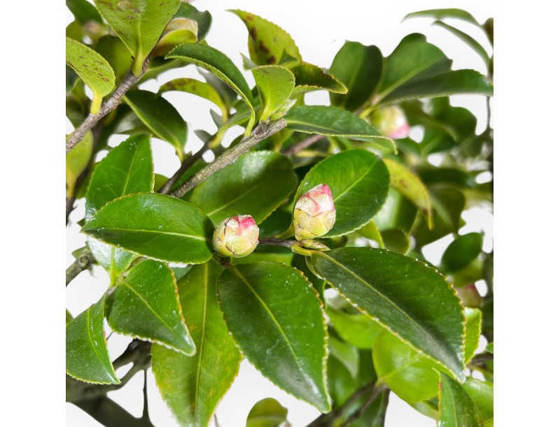 Camellia - Camelia - 56 cm