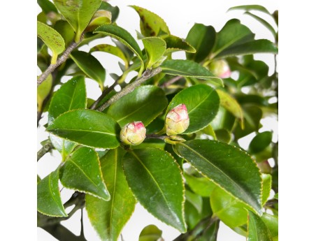 Camellia - Camelia - 56 cm