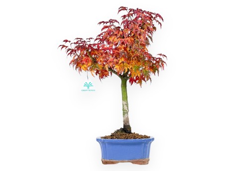 Esdoorn bonsai van 44 cm | Rechthoekige blauw  pot