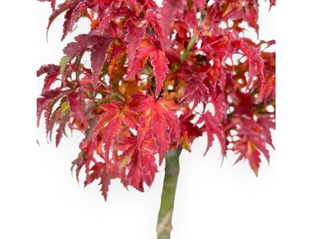 Ahorne Bonsai von 44 cm | Rechteckigen blau Topf