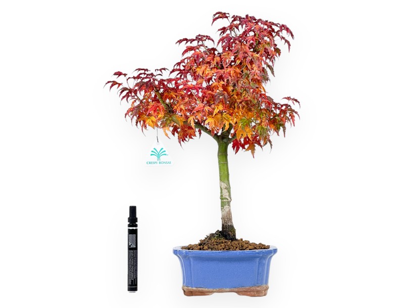 Bonsái de arce de 44 cm | Maceta rectangular azul