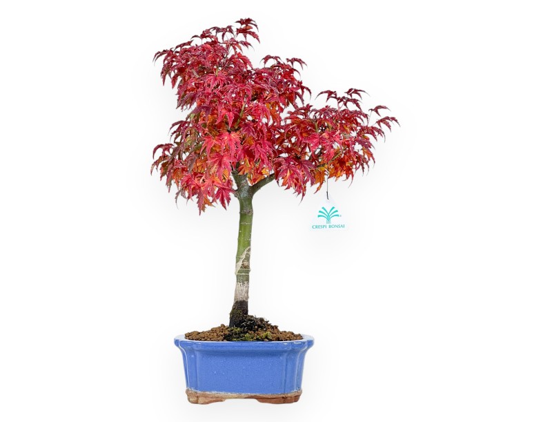 Bonsái de arce de 44 cm | Maceta rectangular azul