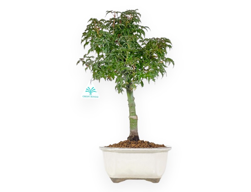 Ahorne Bonsai von 43 cm | Wolke beige Topf