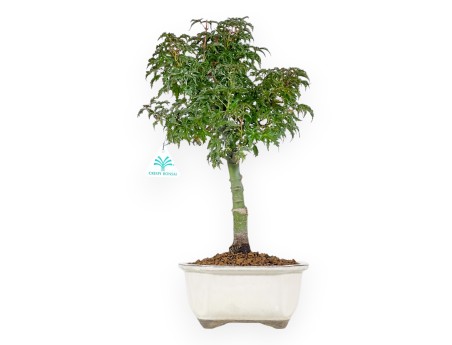 Esdoorn bonsai van 43 cm | Wolk beige pot