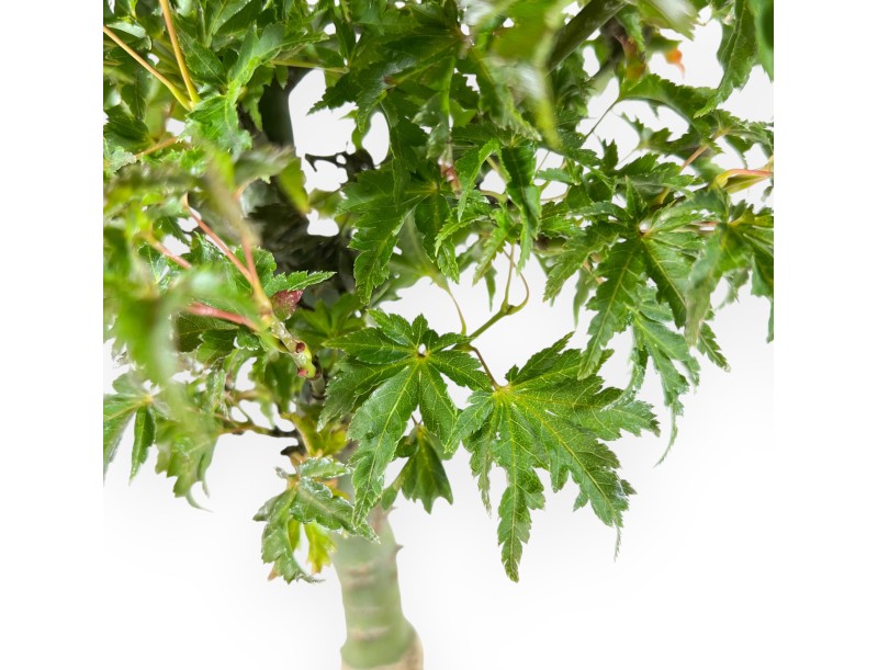 Maple bonsai 43 cm | Beige cloud pot