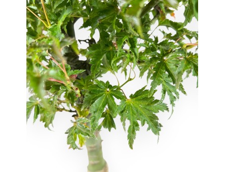 Maple bonsai 43 cm | Beige cloud pot