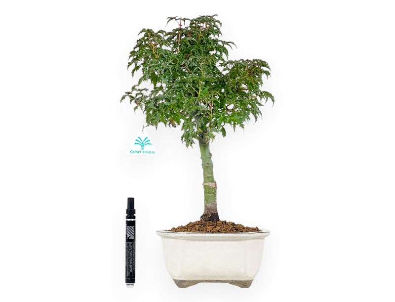 Maple bonsai 43 cm | Beige cloud pot