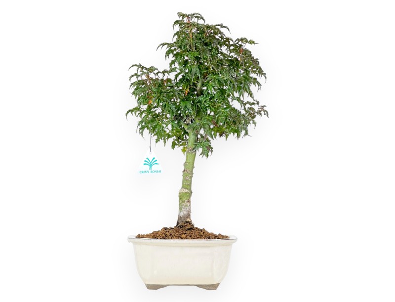 Esdoorn bonsai van 43 cm | Wolk beige pot