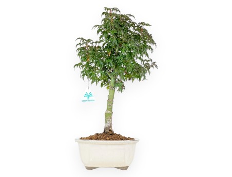 Bonsaï de Érable de 43 cm | Pot nuage beige