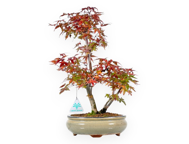 Esdoorn bonsai van 39 cm | Ovaal olijfgroen pot