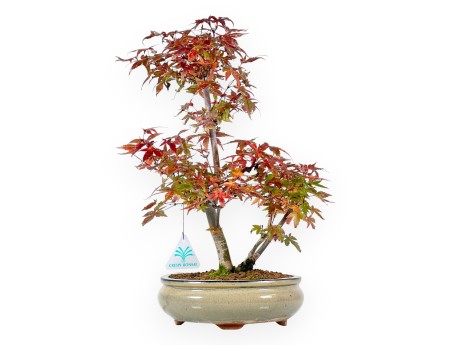 Esdoorn bonsai van 39 cm | Ovaal olijfgroen pot