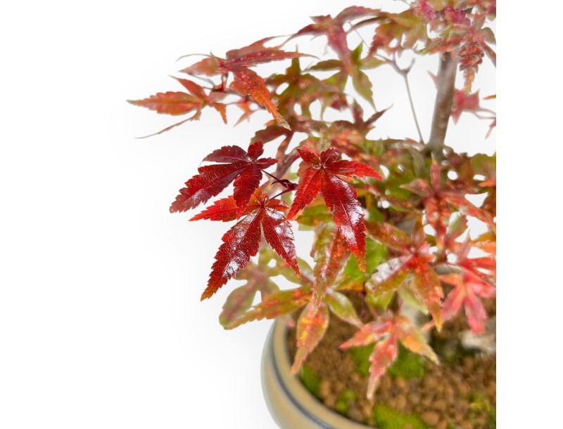 Esdoorn bonsai van 39 cm | Ovaal olijfgroen pot