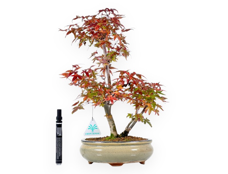 Esdoorn bonsai van 39 cm | Ovaal olijfgroen pot