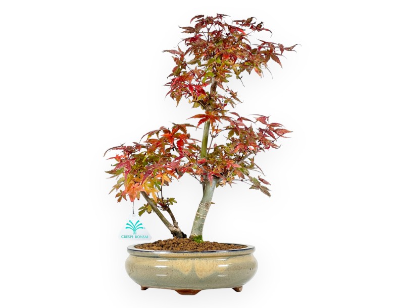 Esdoorn bonsai van 39 cm | Ovaal olijfgroen pot