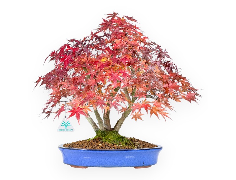 Esdoorn bonsai van 41 cm | Ovaal blauw pot