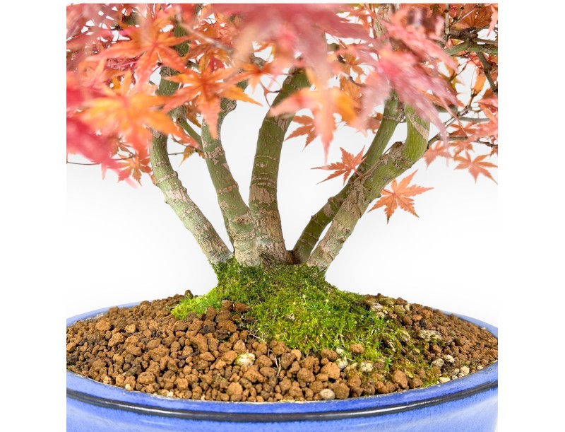 Maple bonsai 41 cm | Blue oval pot