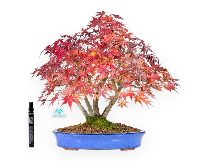 Bonsai di acero da 41 cm | Vaso ovale blu