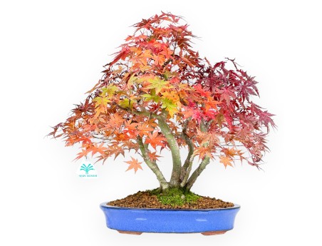 Bonsaï de Érable de 41 cm | Pot ovale bleu