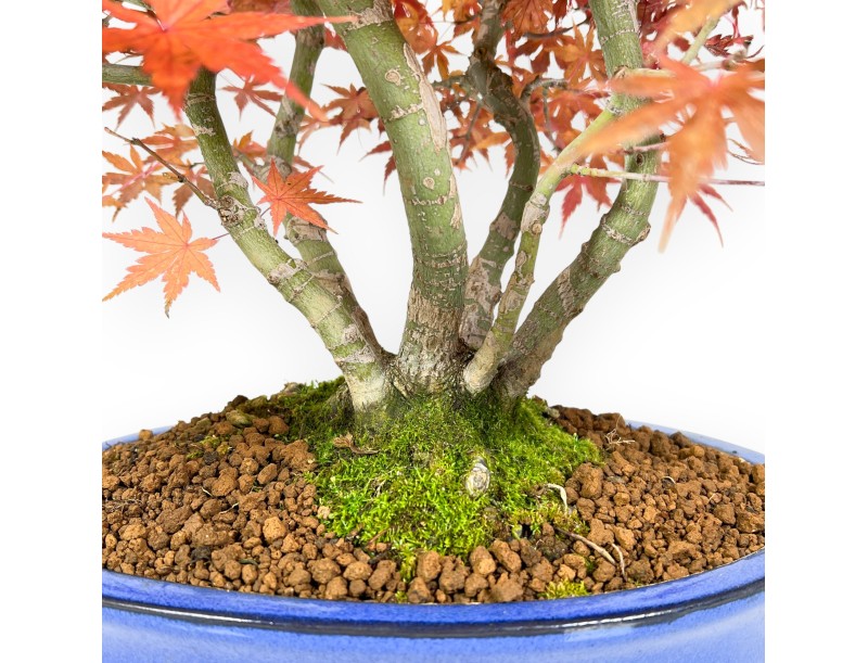 Bonsaï de Érable de 41 cm | Pot ovale bleu