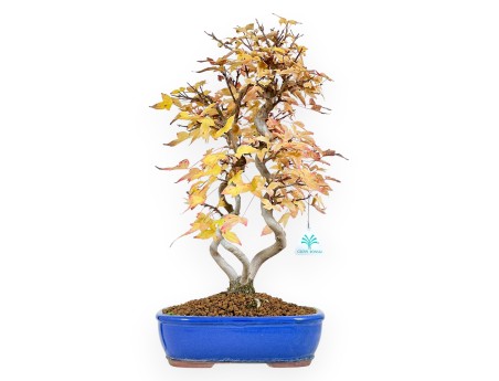 Esdoorn bonsai van 48 cm | Ovaal blauw pot