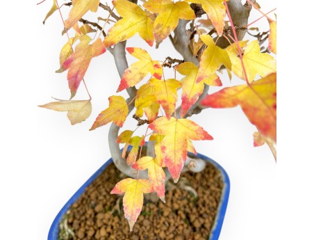 Esdoorn bonsai van 48 cm | Ovaal blauw pot