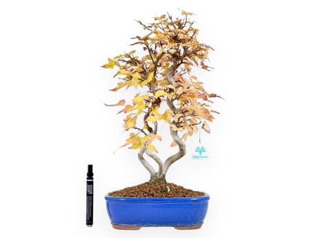 Esdoorn bonsai van 48 cm | Ovaal blauw pot