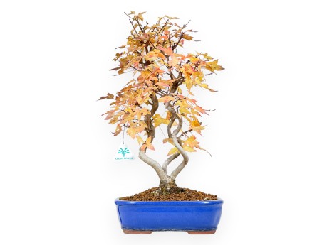 Bonsaï de Érable de 48 cm | Pot ovale bleu