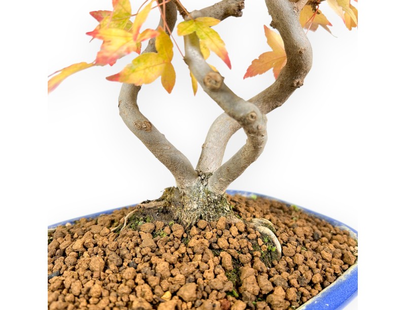 Ahorne Bonsai von 48 cm | Oval blau Topf