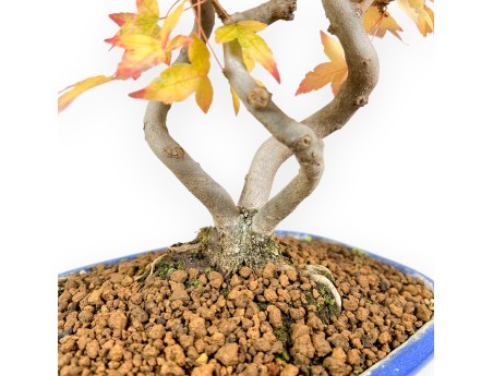 Esdoorn bonsai van 48 cm | Ovaal blauw pot