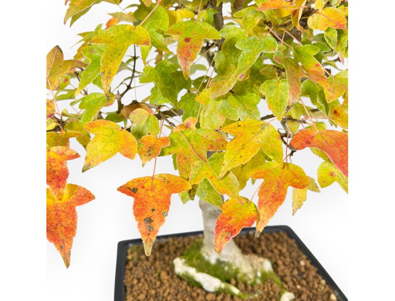 Ahorne Bonsai von 44 cm | Rechteckigen blau Topf