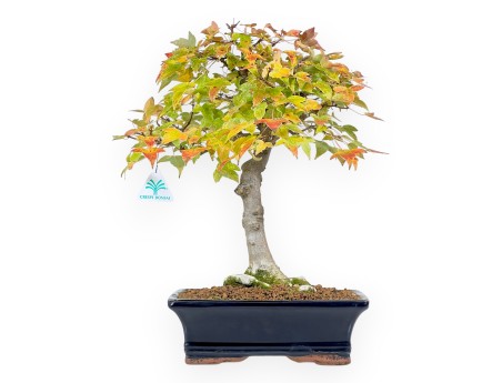 Maple bonsai 44 cm | Blue rectangular pot