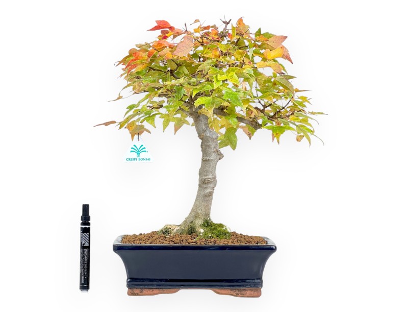 Bonsái de arce de 44 cm | Maceta rectangular azul