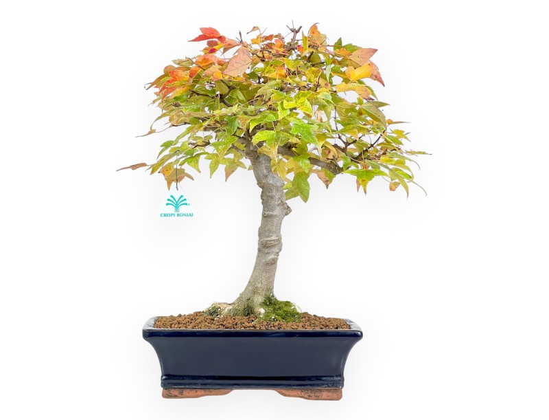 Maple bonsai 44 cm | Blue rectangular pot
