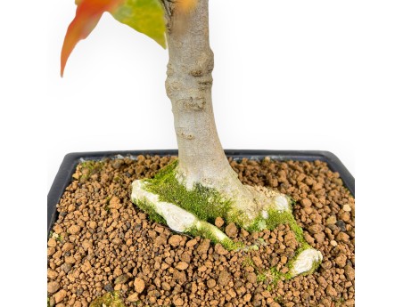 Bonsaï de Érable de 44 cm | Pot rectangulaire bleu