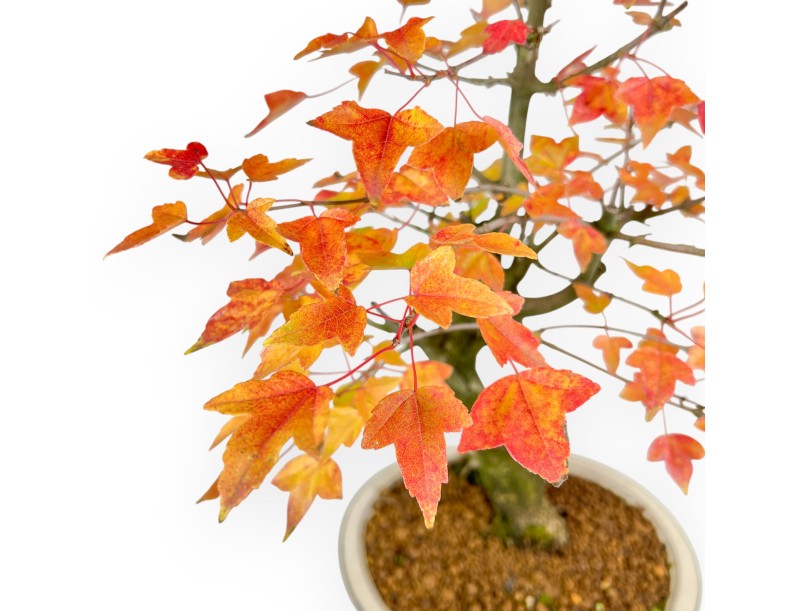 Bonsai di acero da 46 cm | Vaso ovale beige