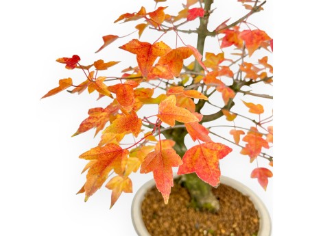 Maple bonsai 46 cm | Beige oval pot