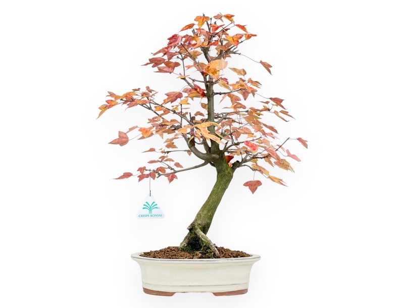 Bonsái de arce de 46 cm | Maceta oval beige