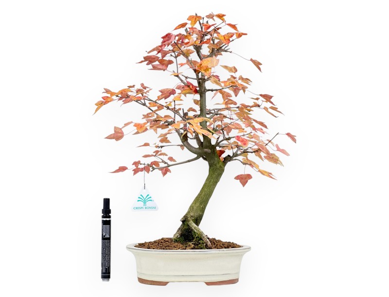 Esdoorn bonsai van 46 cm | Ovaal beige pot