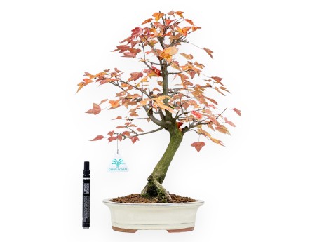 Ahorne Bonsai von 46 cm | Oval beige Topf